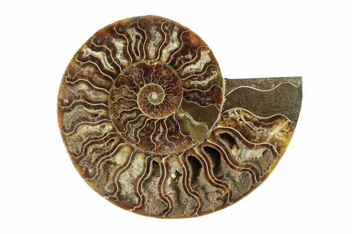 Cut & Polished Ammonite Fossil (Half) - Madagascar #270349